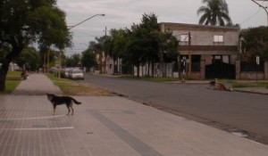 The dirty street dogs! Curly is ahead, while Moe and Larry are across the street at the corner, after chasing cars.