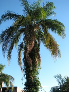 Palm tree in my backyard!