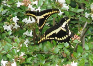 Tulia the butterfly bothering Luca the butterfly, who is thinking "errrr"! 